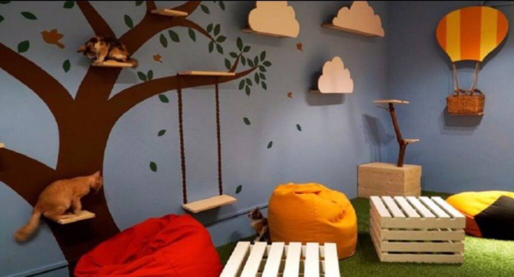 Purradise Cat Cafe Taman Tun Dr Ismail Kuala Lumpur